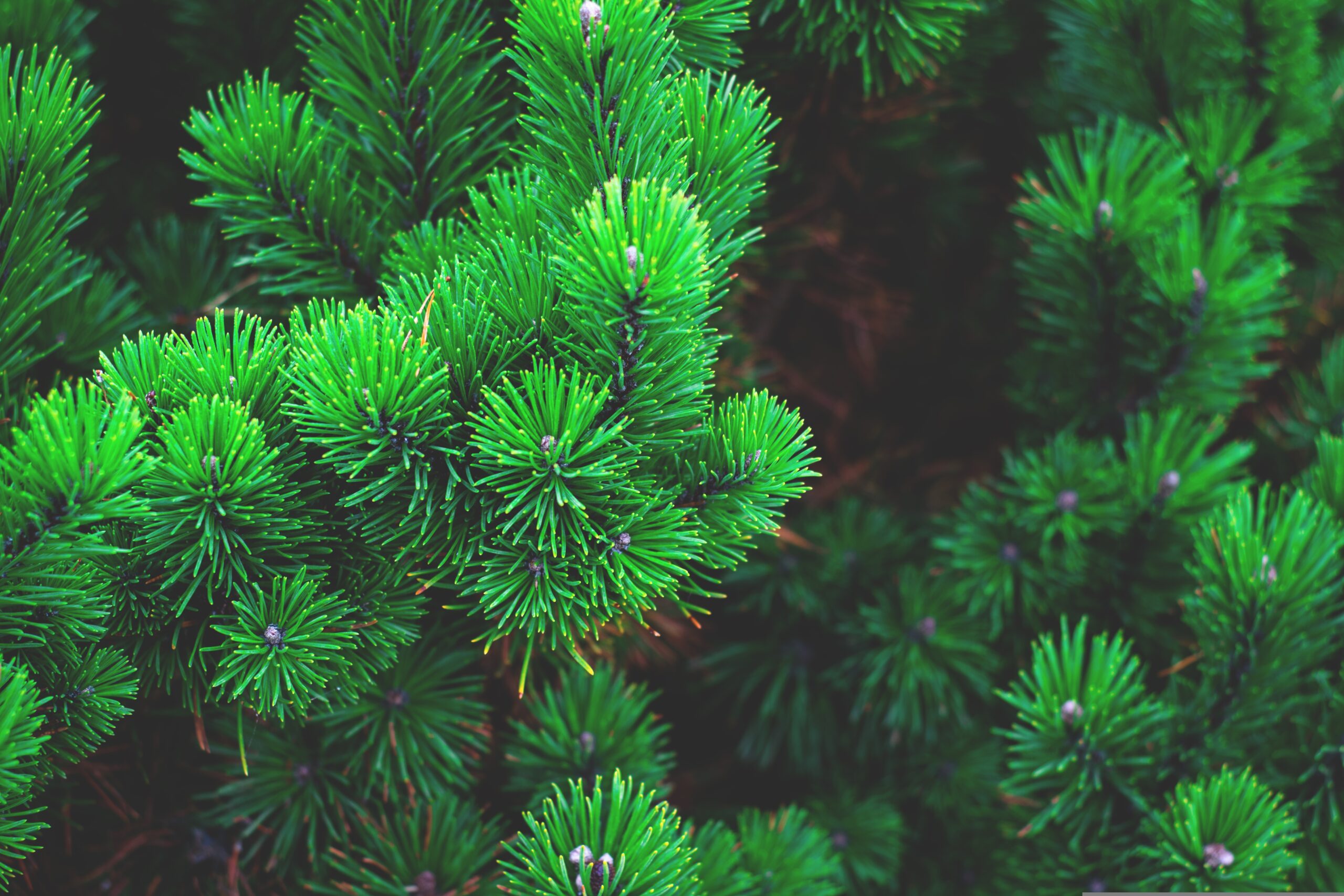 HMRC three-year IT strategy proposes low code and deployment of ‘evergreen reusable’ platforms across department